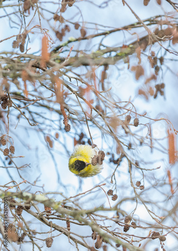 Carduelis spinus feeding photo