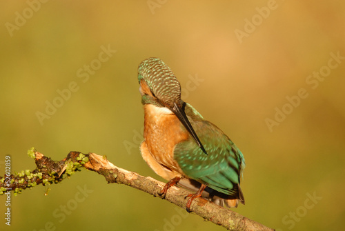 Aseo del pájaro martín pescador photo