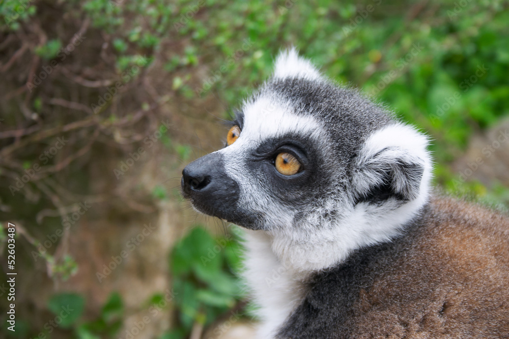 Lemur catta Lemur catta