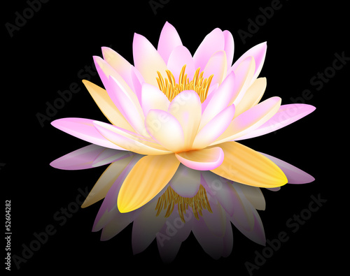 Fototapeta Naklejka Na Ścianę i Meble -  Water lily