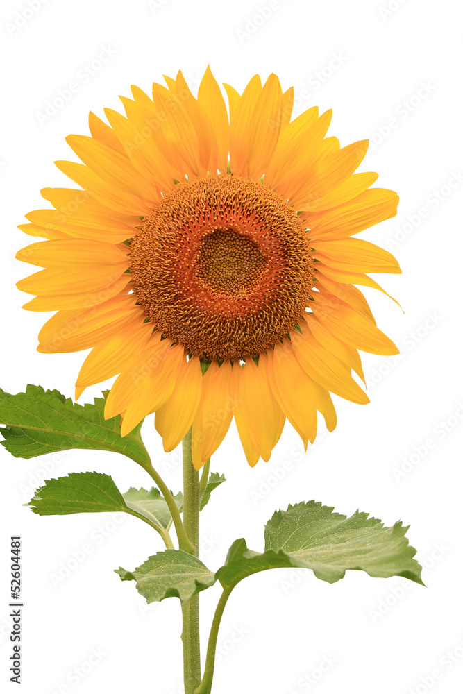 Obraz premium Beautiful sunflower with bright blue sky