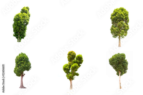 Collection Irvingia malayana tree isolated on white background