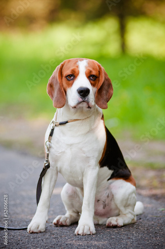 beautiful beagle dog outdoors