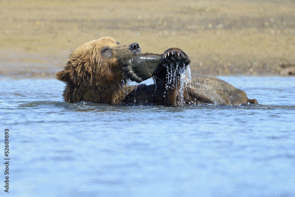 Fototapeta premium Grizzly Bear playing with feat in water