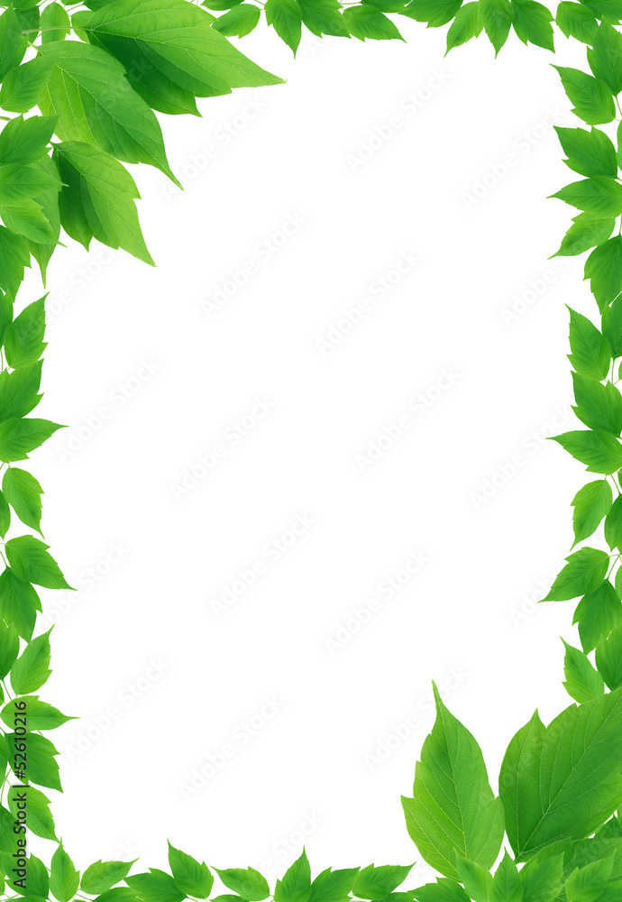 Fototapeta premium Green Leaves Frame
