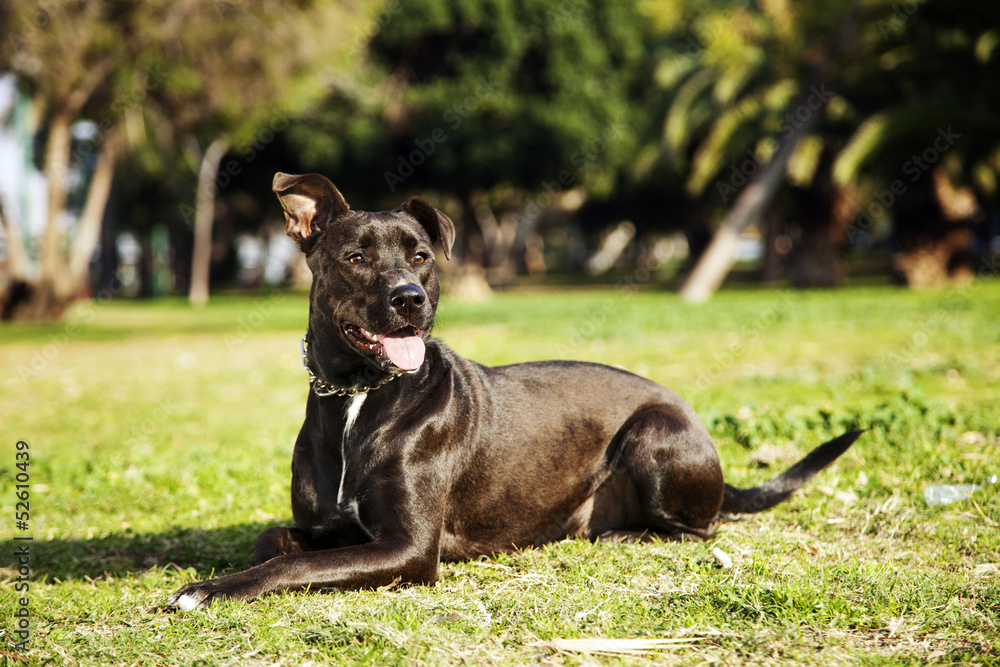 Mixed Pitbull Dog Portrait at the Park Mixed Pitbull Dog Portrait at the Park