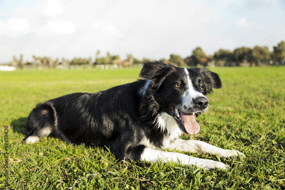 Border Collie Dog Resting on Park Grass Border Collie Dog Resting on Park Grass