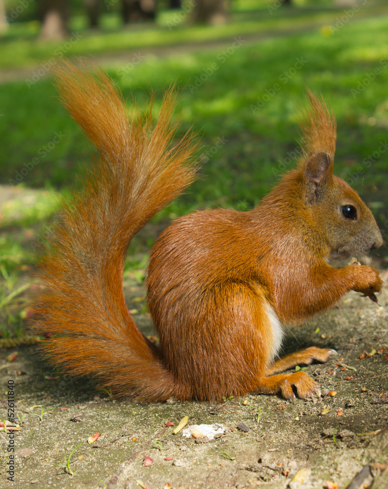 Red Eurasian squirrel sitting in the park Red Eurasian squirrel sitting in the park