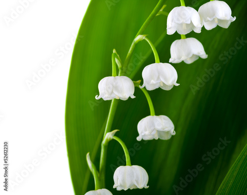 Fototapeta Naklejka Na Ścianę i Meble -  Lily-of-the-valley
