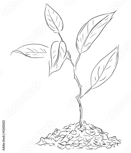 Figure twigs sprout