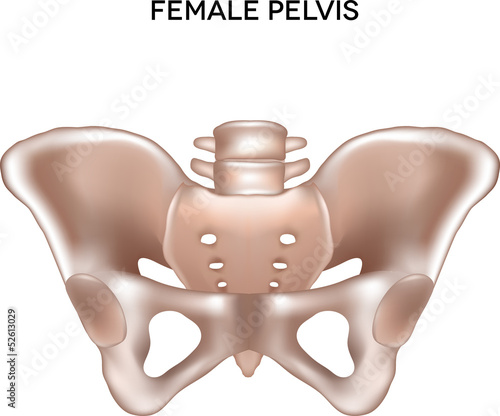 Female pelvis