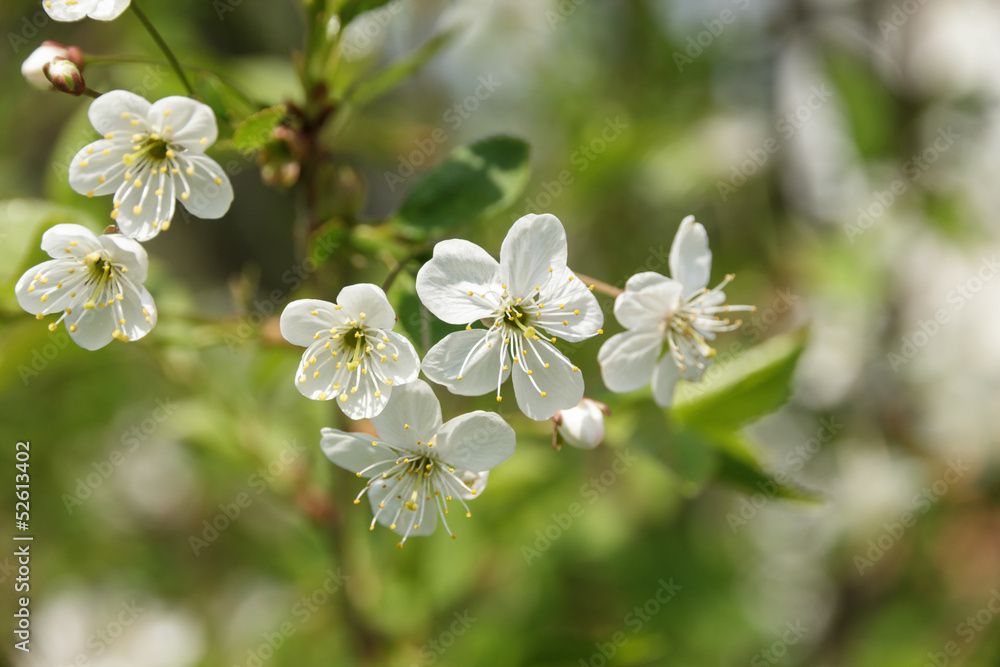 blossom cherry bush close up blossom cherry bush close up