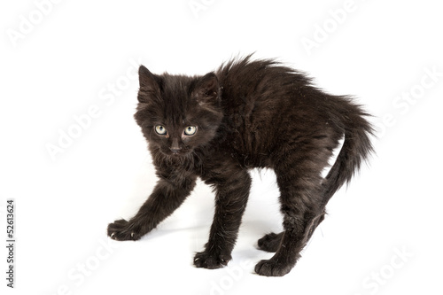 Fototapeta Naklejka Na Ścianę i Meble -  Frightened black kitten standing on a white background