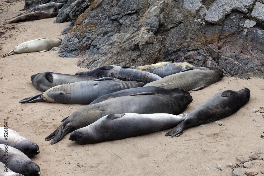 Obraz premium Views around Point Reyes National Seashore park 
