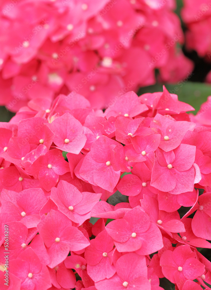 Pink hydrangea flower Pink hydrangea flower