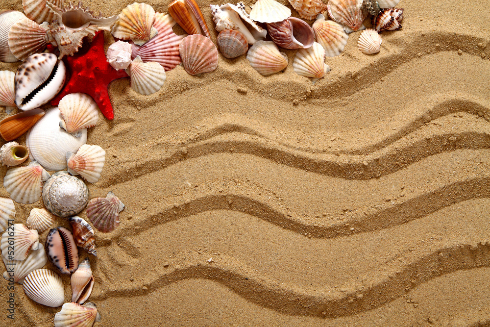 sea shells in the sand sea shells in the sand