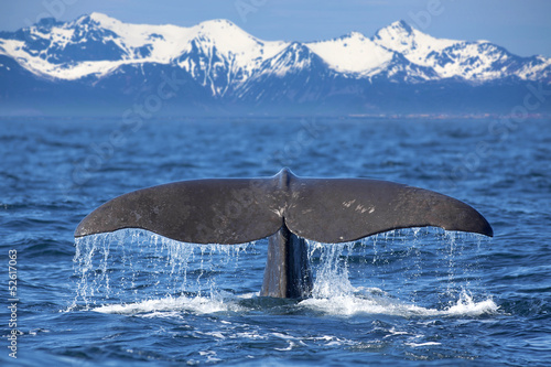 Obraz na płótnie Whale tail