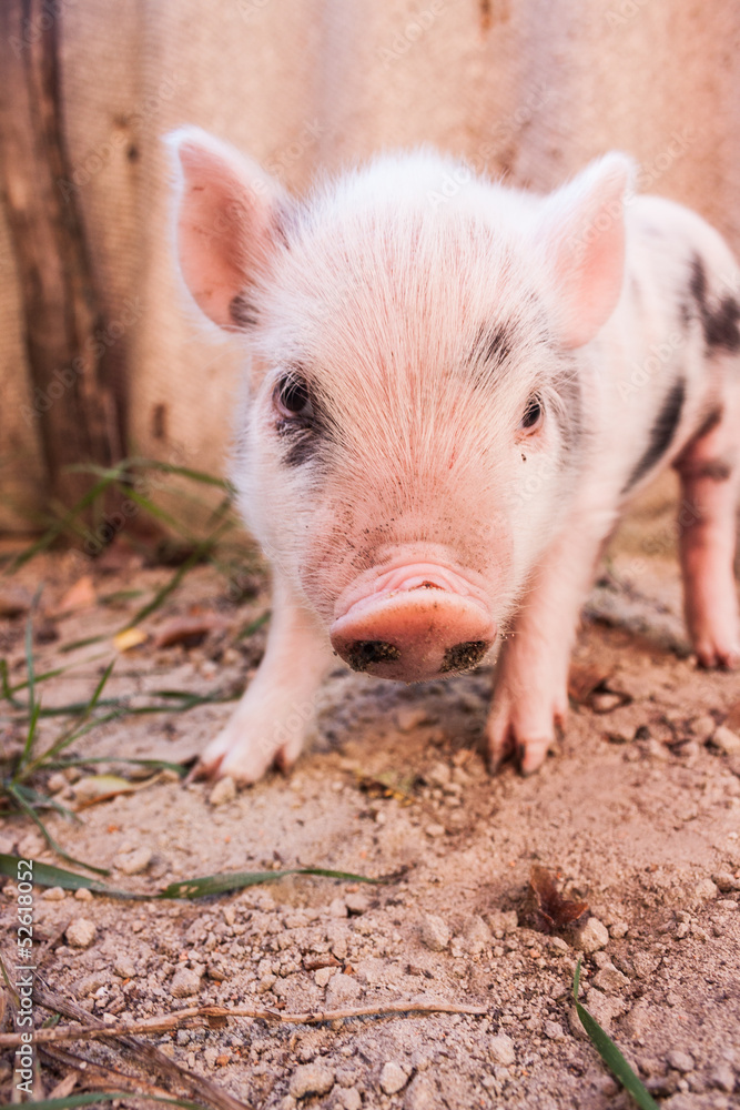 Close-up of a cute muddy piglet running around outdoors on the f Close-up of a cute muddy piglet running around outdoors on the f