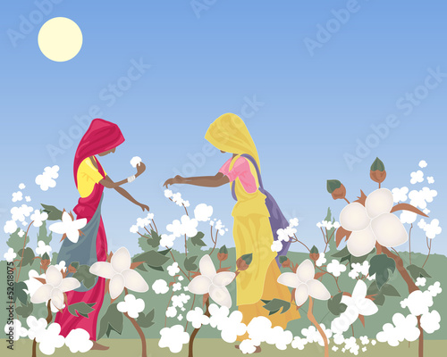 cotton picking