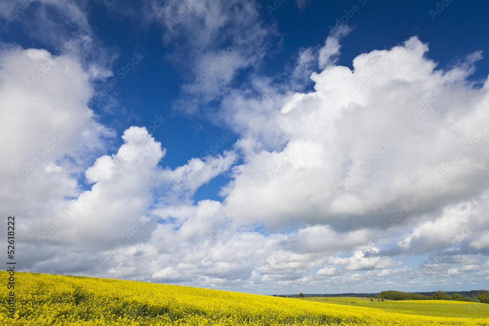 Oilseed Rape, Canola, Biodiesel Crop Oilseed Rape, Canola, Biodiesel Crop