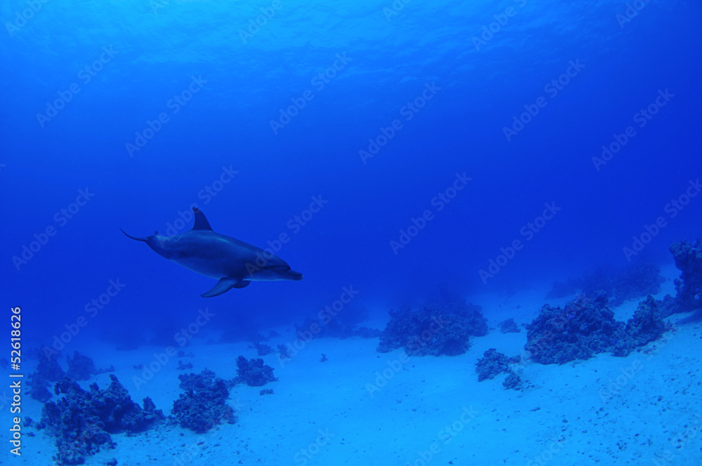 Tursiops aduncus, Bottlenose dolphin with space for your text Tursiops aduncus, Bottlenose dolphin with space for your text
