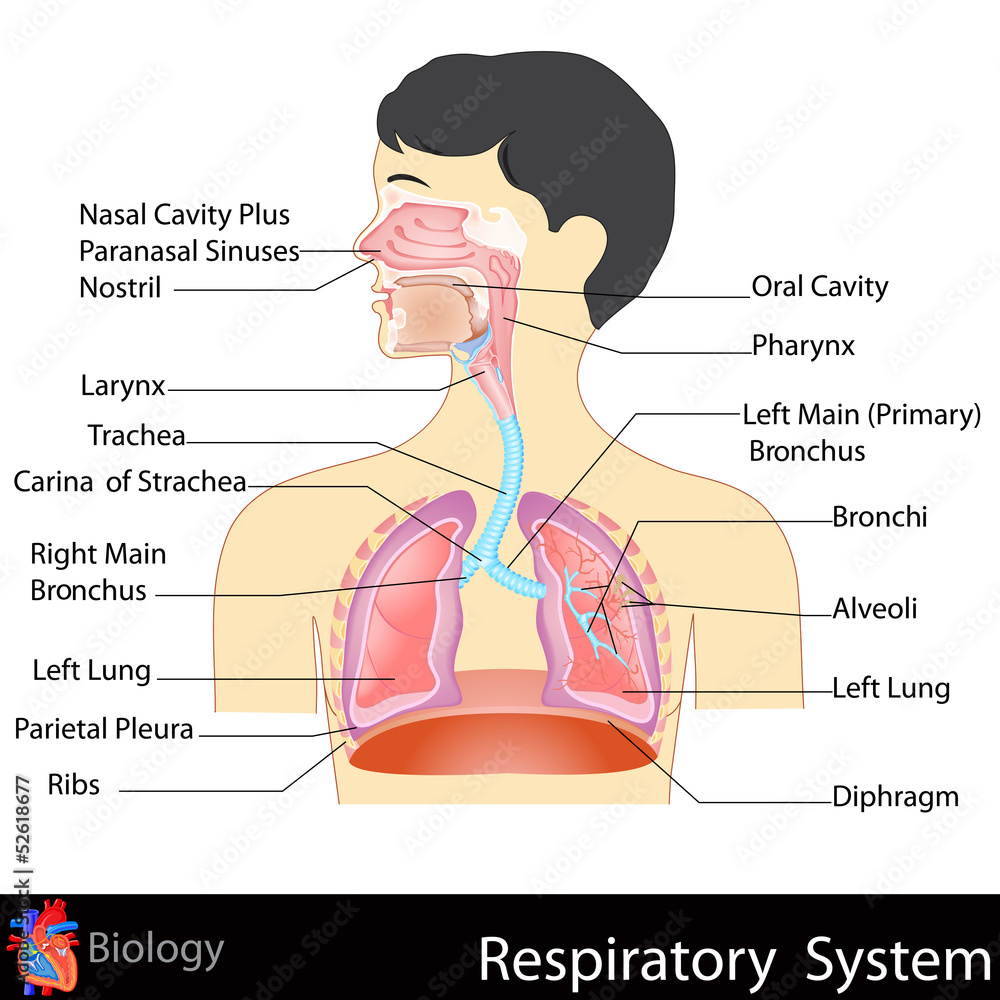 Respiratory System - obrazy, fototapety, plakaty 