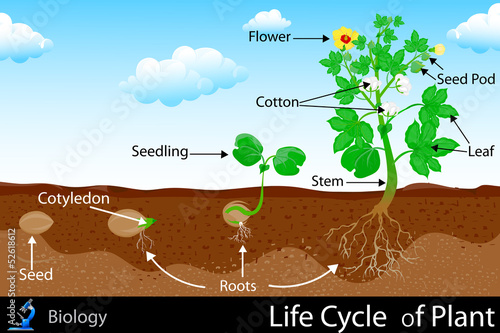 Life Cycle of Plant