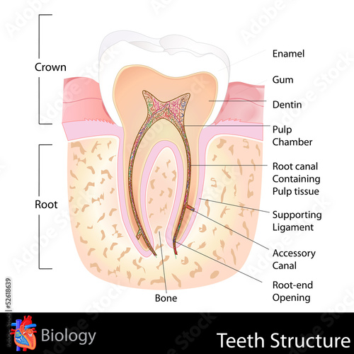 Human Teeth Structure