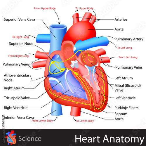 Anatomy of Heart