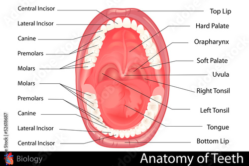 Anatomy of Human Denture