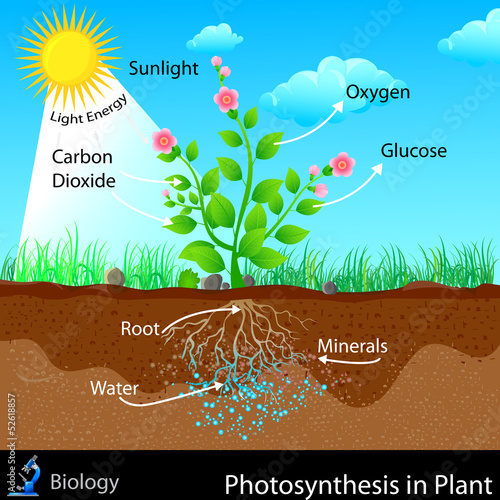 Photosynthesis in Plant