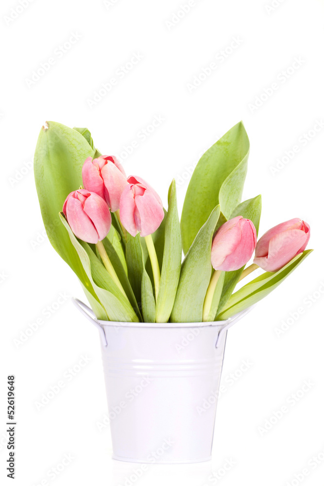 Pink tulips on white background in a bucket Pink tulips on white background in a bucket