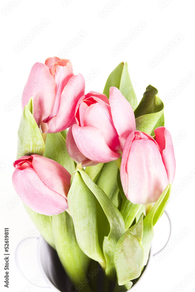 Pink tulips on white background in a bucket Pink tulips on white background in a bucket