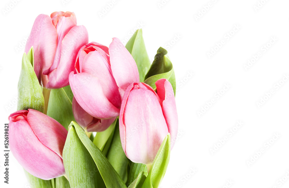 Fototapeta premium Pink tulips on white background in a bucket