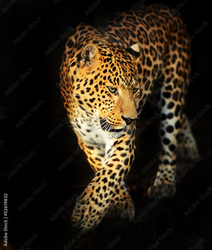 Obraz premium Leopard portrait