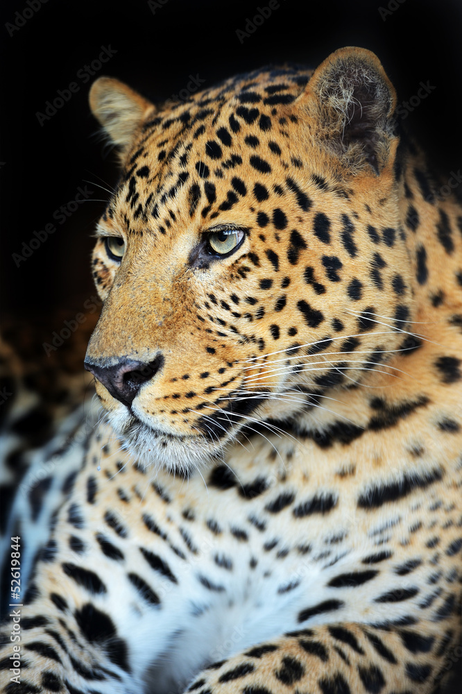 Leopard portrait