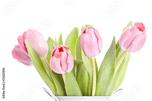 Fototapeta Naklejka Na Ścianę i Meble -  Pink tulips on white background in a bucket