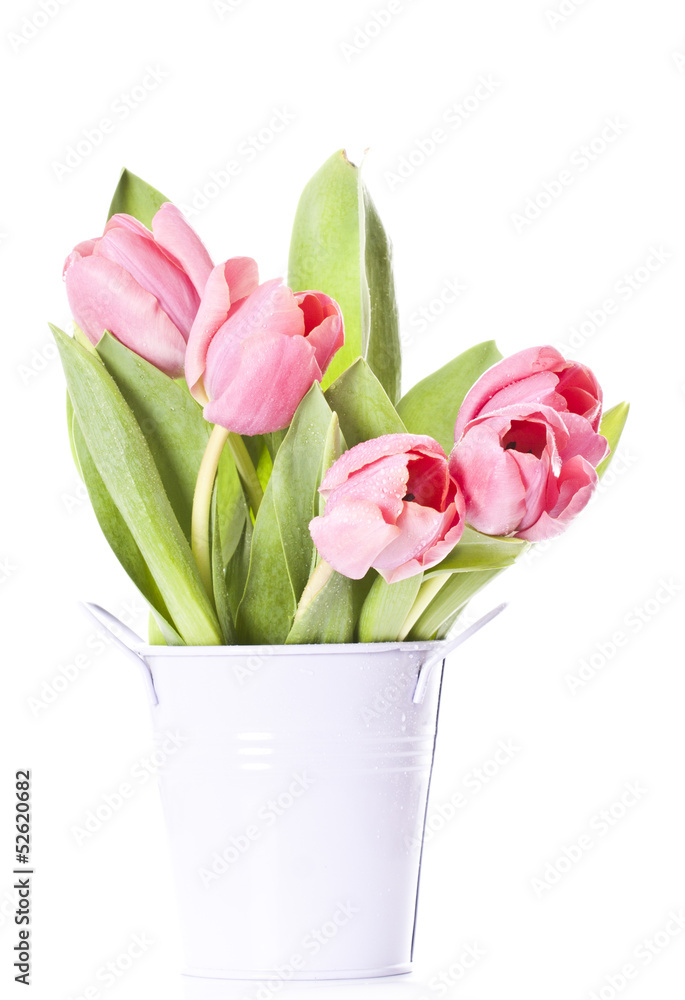 Pink tulips on white background in a bucket Pink tulips on white background in a bucket