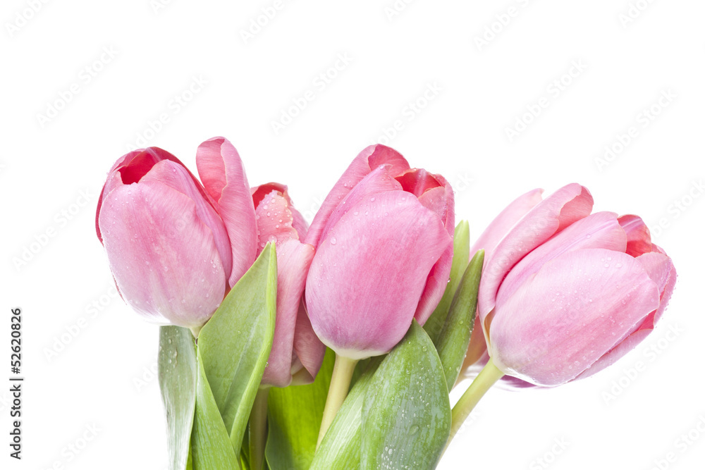 Pink tulips on white background Pink tulips on white background