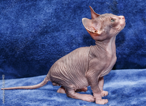 Donskoy  Sphynx. photo