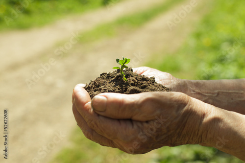 Hands with soil and plant