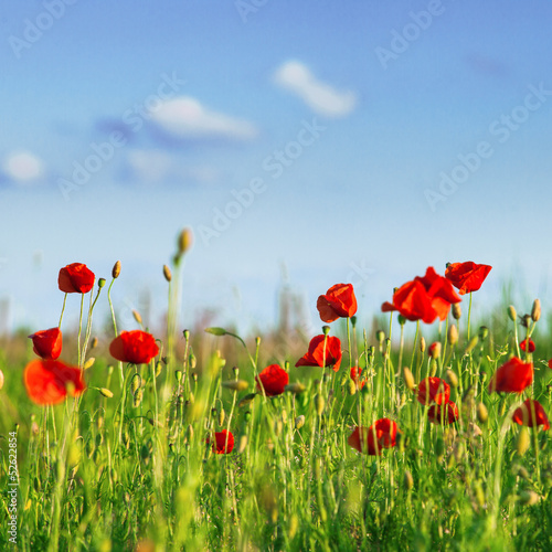 Poppies field © oksix