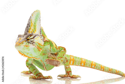 Veiled Chameleon