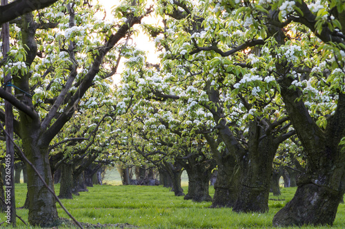 row of apple trees