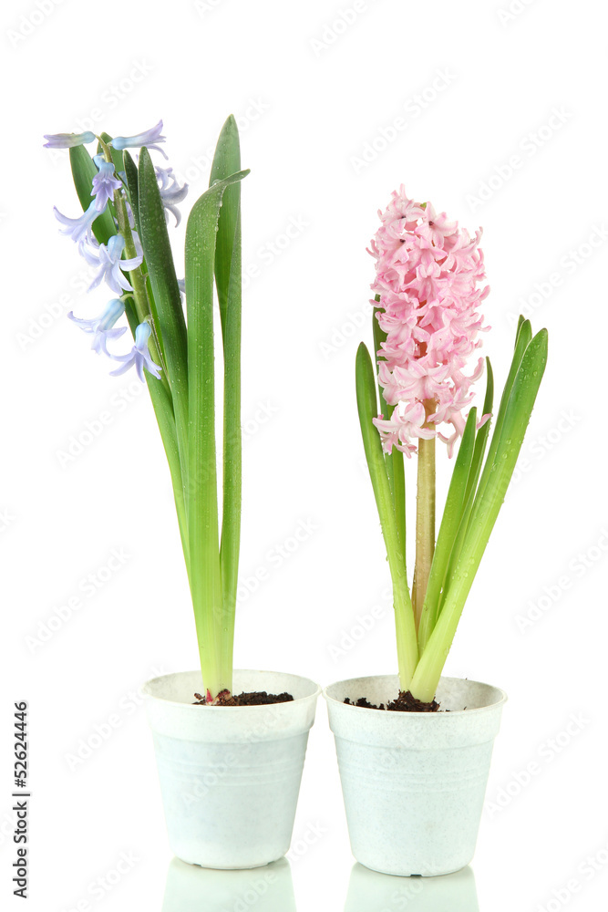 Fototapeta premium Beautiful hyacinths, isolated on white
