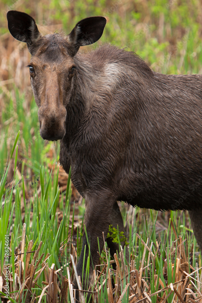 Fototapeta premium Female Moose