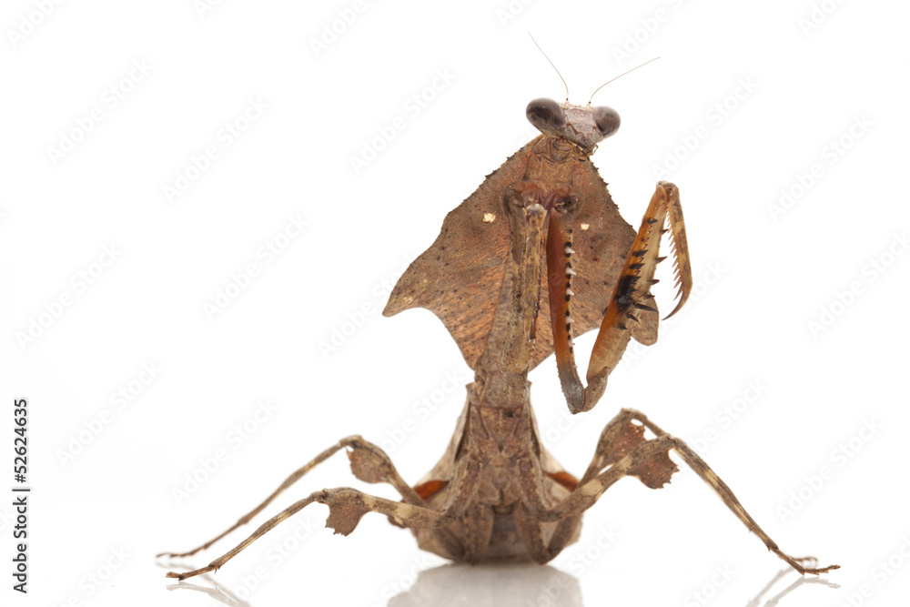 Fototapeta premium Malaysian Dead Leaf Mantis
