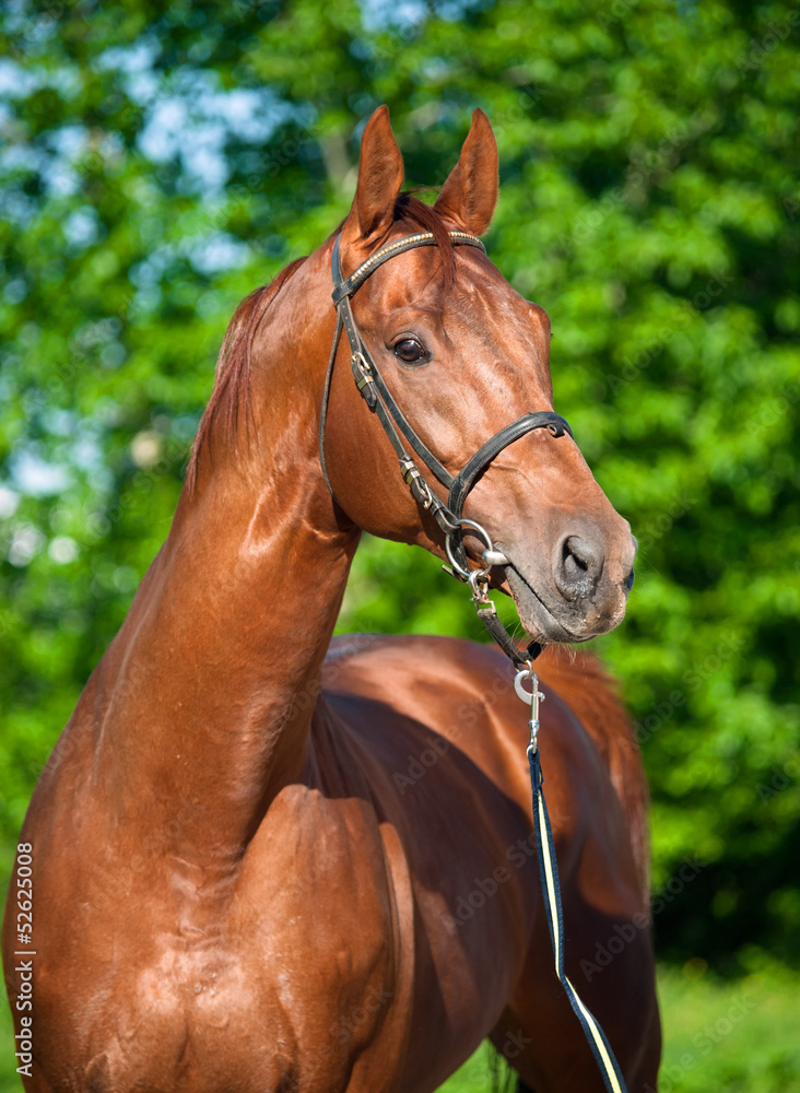 Chestnut Trakehner stallion