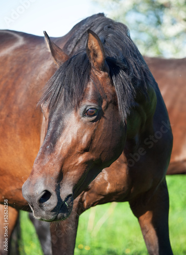 portrait of breed mare in pasture