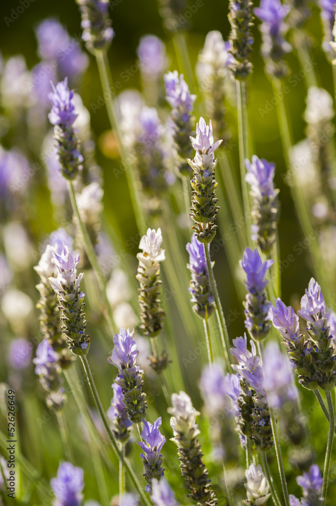 Fototapeta premium Lavander flowers